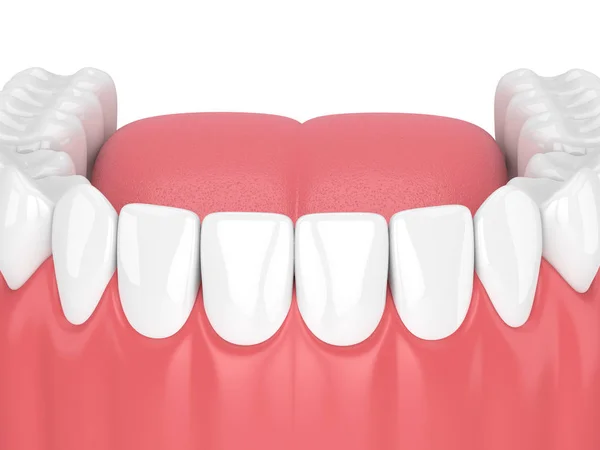 3d render of jaw model with teeth over white background