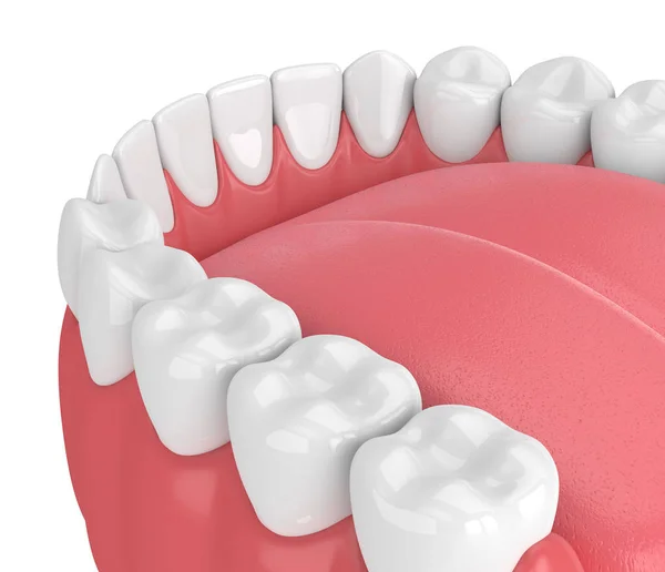 3d render of jaw model with teeth over white background