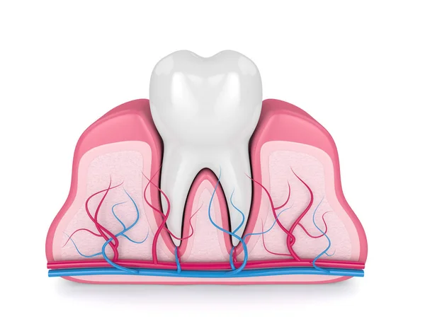 在牙龈中用神经和血管在白色背景上呈现牙齿 — 图库照片