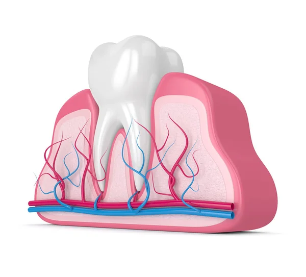 3d render of tooth in gums with nerves and blood vessels over white background