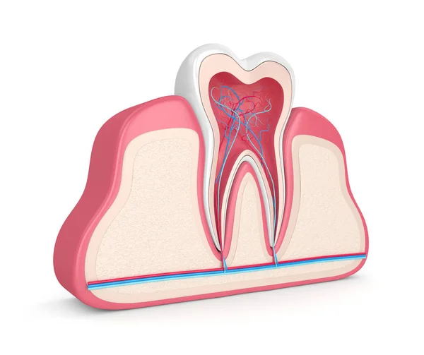 Renderização Dente Gengivas Com Nervos Vasos Sanguíneos Sobre Fundo Branco — Fotografia de Stock