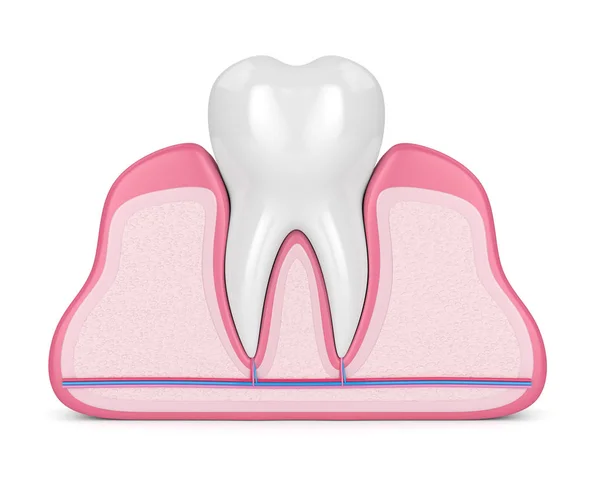 Renderização Dente Gengivas Com Nervos Vasos Sanguíneos Sobre Fundo Branco — Fotografia de Stock