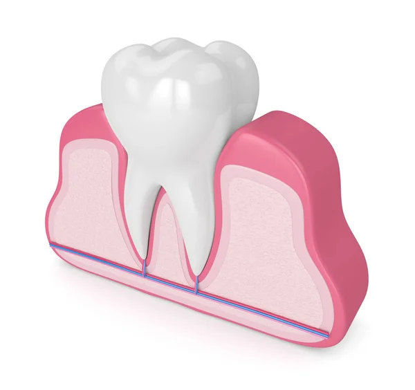 Renderizado Dientes Encías Con Nervios Vasos Sanguíneos Sobre Fondo Blanco — Foto de Stock