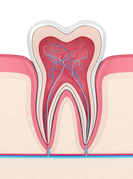 3d renderização do dente em gengivas com nervos e vasos sanguíneos — Fotografia de Stock