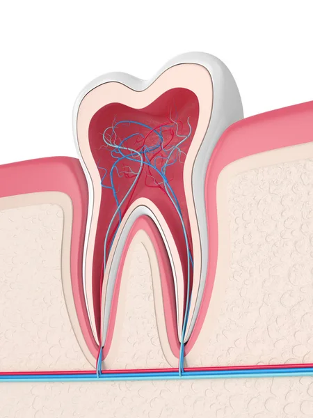 3d renderizado de dientes en encías con nervios y vasos sanguíneos — Foto de Stock