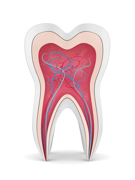 Renderização Seção Transversal Dente Com Nervos Vasos Sanguíneos Sobre Fundo — Fotografia de Stock