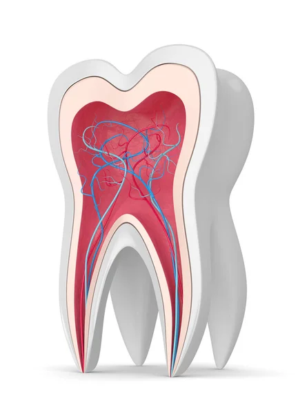 Renderização Dente Gengivas Com Nervos Vasos Sanguíneos Sobre Fundo Branco — Fotografia de Stock