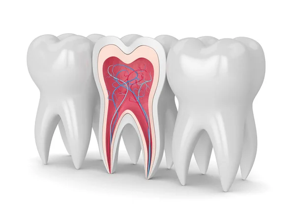 Render Diş Kesiti Sinirler Kan Vesselss Ile Gönderilen Beyaz Arka — Stok fotoğraf