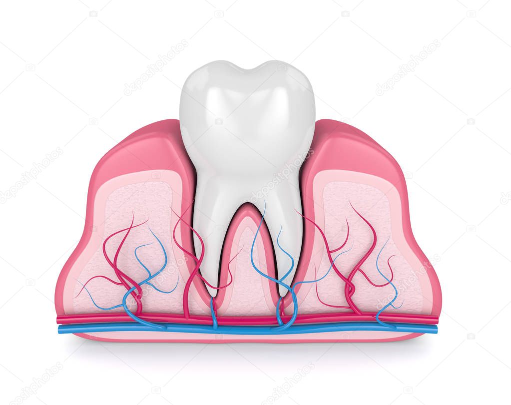 3d render of tooth in gums with nerves and blood vessels over white background