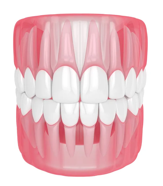 3d renderização da mandíbula com dentes sobre branco — Fotografia de Stock