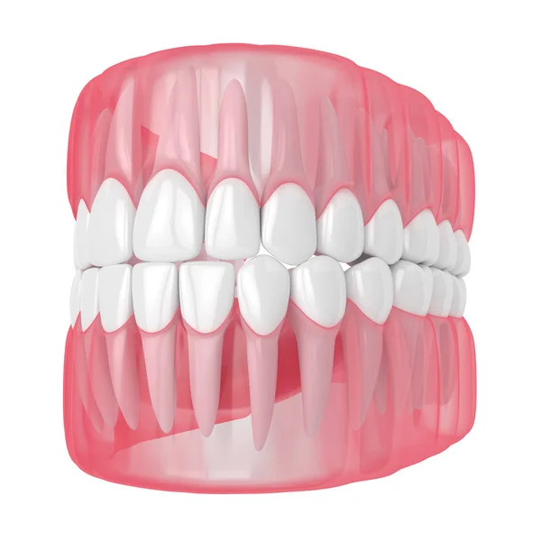 3d renderização da mandíbula com dentes sobre branco — Fotografia de Stock