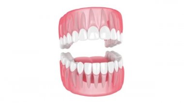 Beyaz arkaplan üzerinde izole edilmiş dişli çene