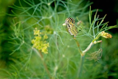 Kırlangıç Kelebek