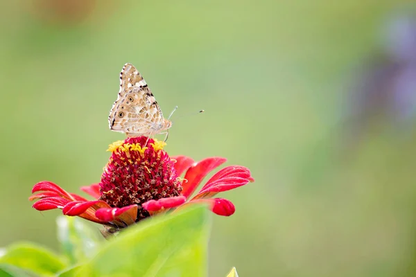 Butterfly Stock Image