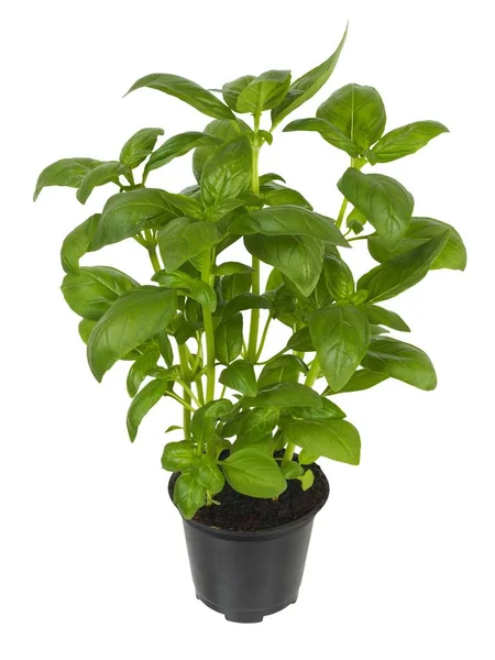 Basil Plant Flower Pot Isolated White Background — Stock Photo, Image