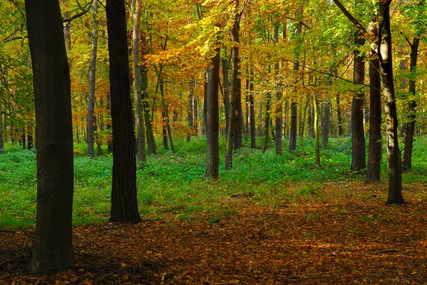 Φθινόπωρο Lansdcape Πέφτουν Στο Δάσος — Φωτογραφία Αρχείου