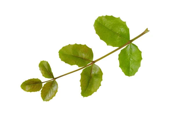 Молоді Зелені Листя Махонії Ізольовані Білому Тлі — стокове фото