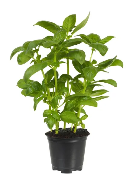 Basil Plant Flower Pot Isolated White Background — Stock Photo, Image