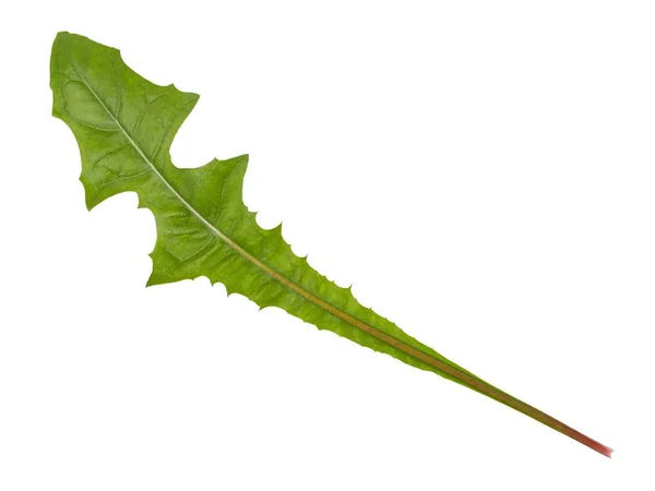 Hoja Diente León Freen Aislada Sobre Fondo Blanco — Foto de Stock