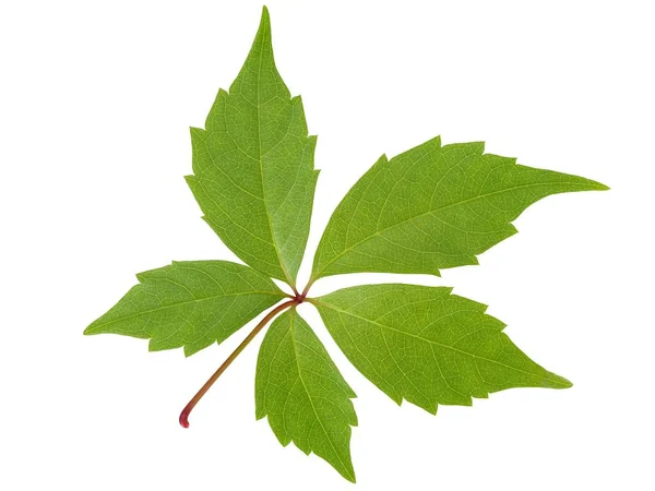 Unge Grønne Blader Isolert Hvit Bakgrunn – stockfoto