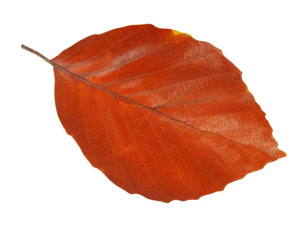 Herbst Blatt Isoliert Auf Weißem Hintergrund — Stockfoto