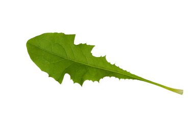 Beyaz arka plan üzerinde izole Freen karahindiba yaprak