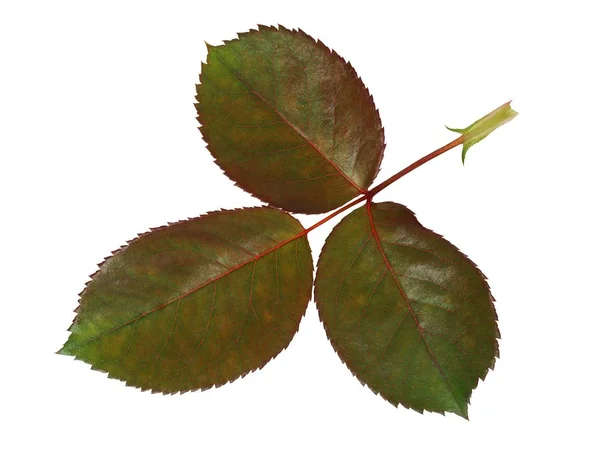 Rose Leaf Isolated White Background — Stock Photo, Image