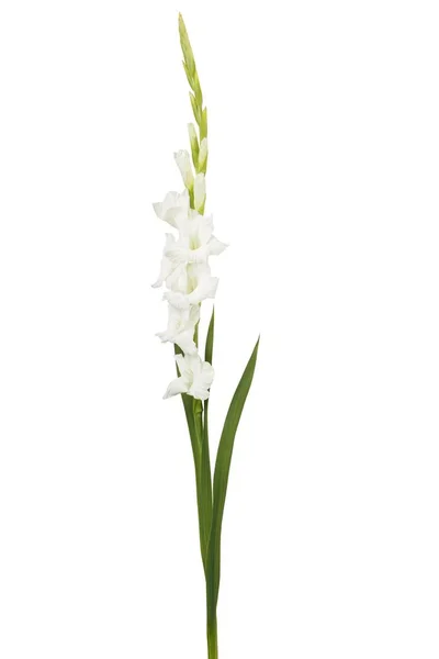 Белый Меч Лилии Цветы Изолированы Белом — стоковое фото