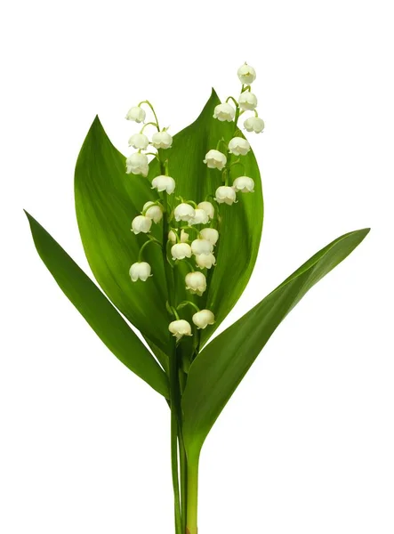 Lily of the valley — Stock Photo, Image