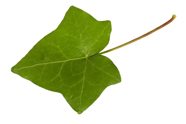 Ivy leaf på hvitt – stockfoto