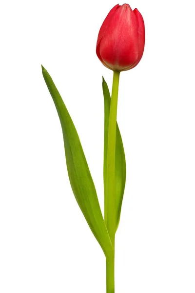 Rote Tulpe auf weißem Grund — Stockfoto