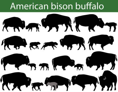Amerikan Bizon veya buffalo siluetleri topluluğu