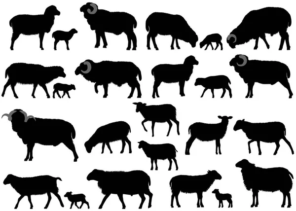 Kolekce Siluety Ovce Berany Jehňata — Stockový vektor