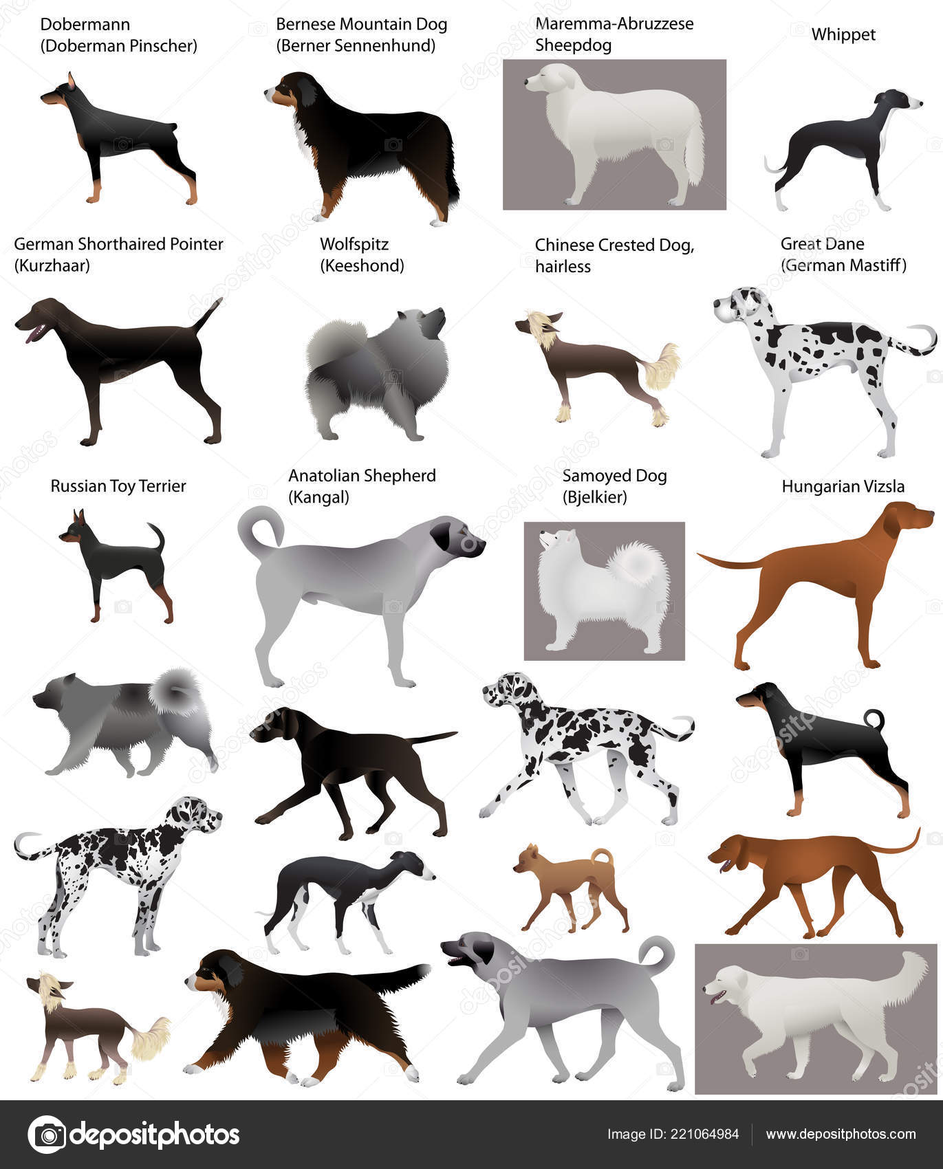 Collection Different Breeds Dogs Stock Vector C 160377 221064984