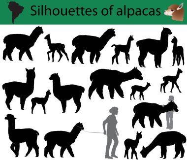 Alpaka siluetleri