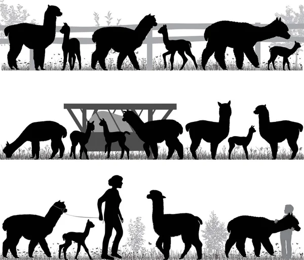 Besättning alpackor — Stock vektor