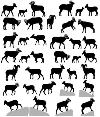 Siluetleri bighorn koyun, koç ve koyunlar topluluğu