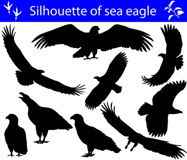 海鷲のシルエットのコレクション — ストックベクタ