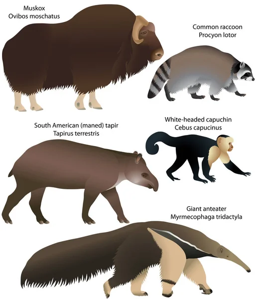 Dieren van Amerika — Stockvector