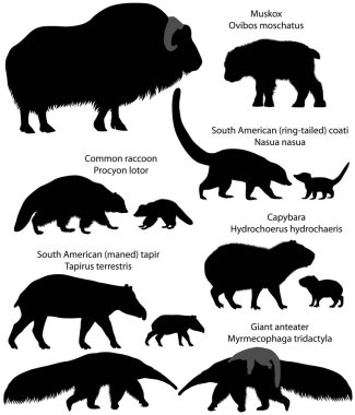 Yavrularını bölge Kuzey ve Güney Amerika, siluetleri içinde yaşayan hayvanlarla topluluğu: muskox, ortak rakun, Güney Amerika tapiri, Dev karınca yiyen, Capibara, Güney Amerika coati