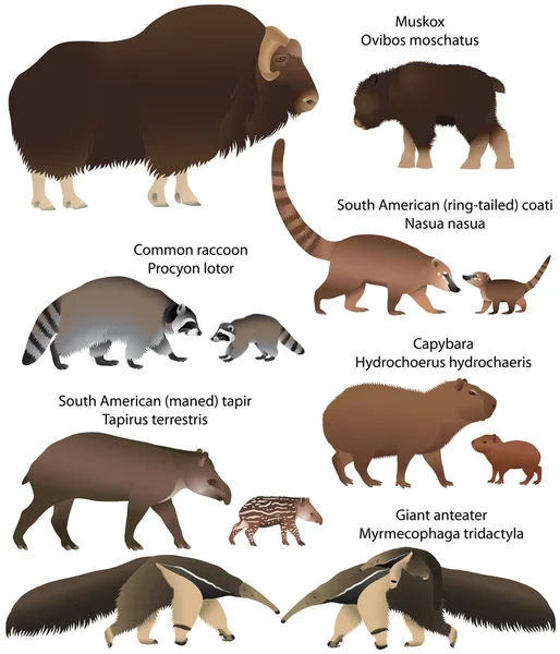 領土の北および南アメリカに住んでいるカブスと動物のコレクション Muskox アライグマ アメリカバク オオアリクイ カピバラ 南アメリカのハナグマ — ストックベクタ