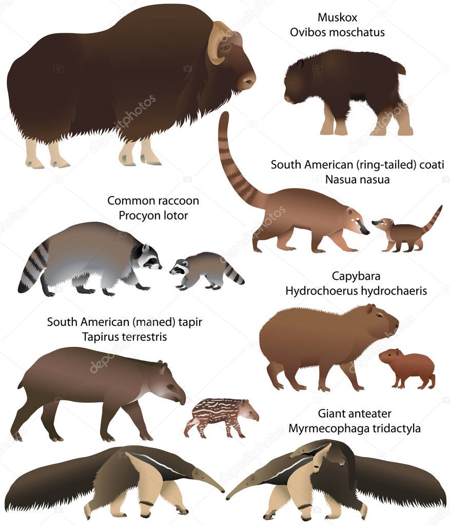 Collection of animals with cubs living in the territory of North and South America: muskox, common raccoon, south american tapir, giant anteater, capybara, south american coati