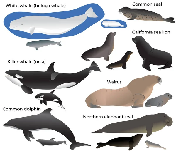 Colección de mamíferos marinos y sus cachorros en color imagen — Vector de stock