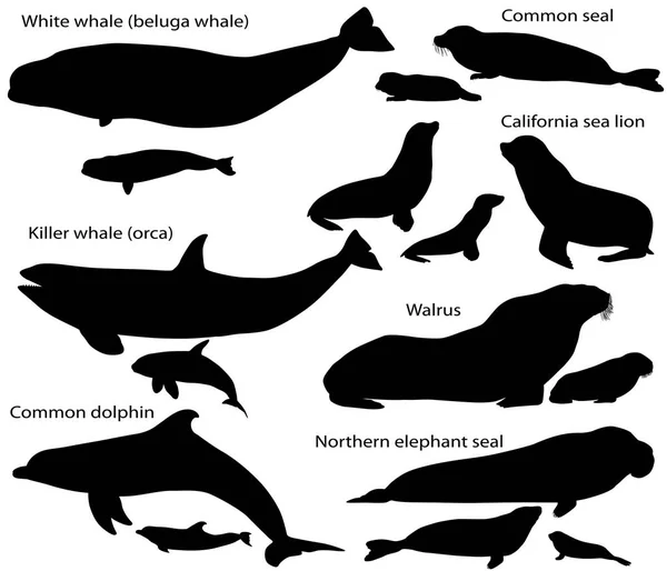 Inzameling van silhouetten van mariene zoogdieren en zijn welpen — Stockvector