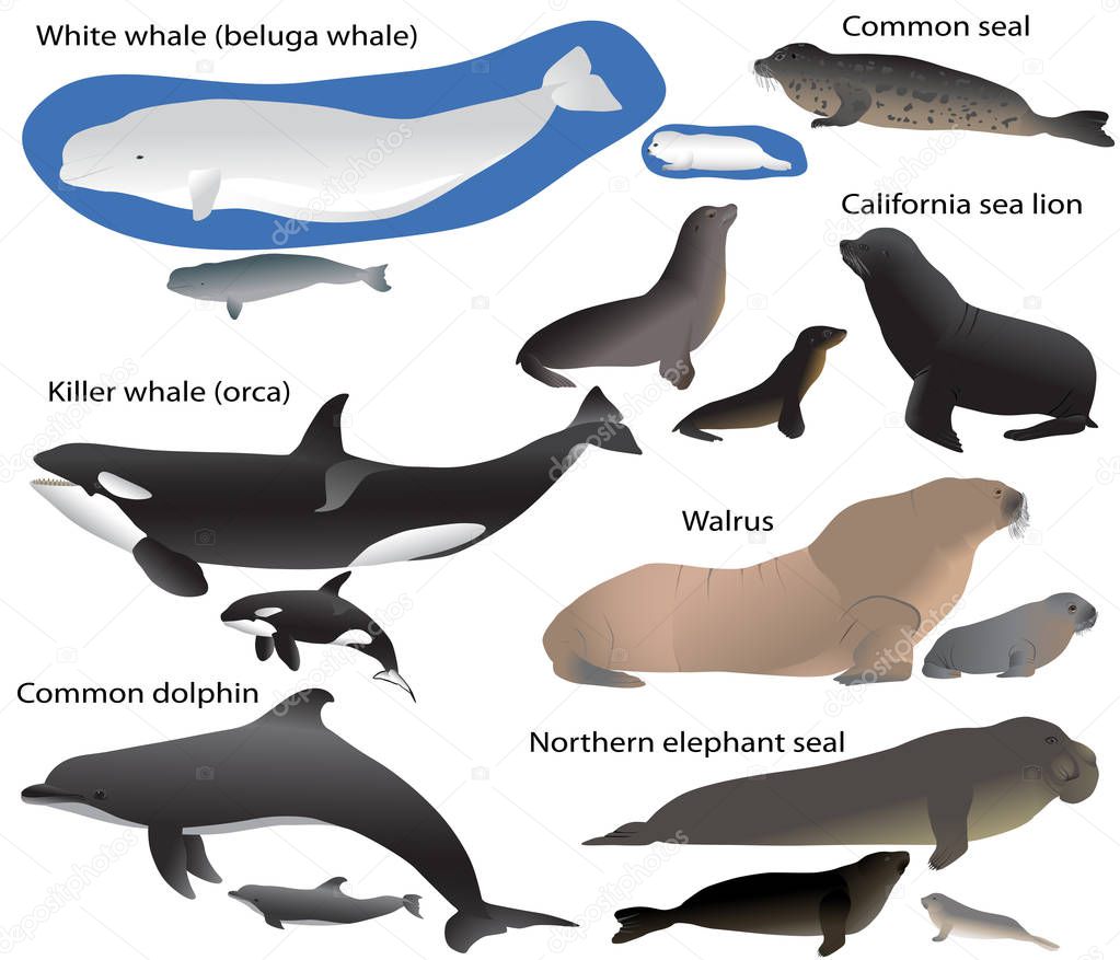 Collection of marine mammals and its cubs in colour image — Stock