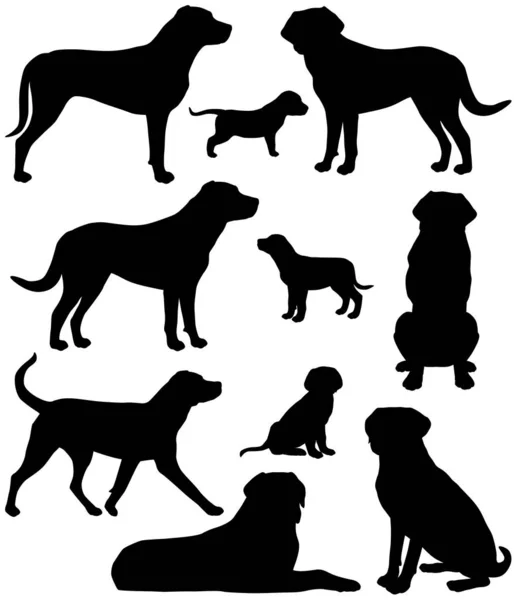 Коллекция Силуэтов Большей Породы Швейцарских Горных Собак Векторная Графика