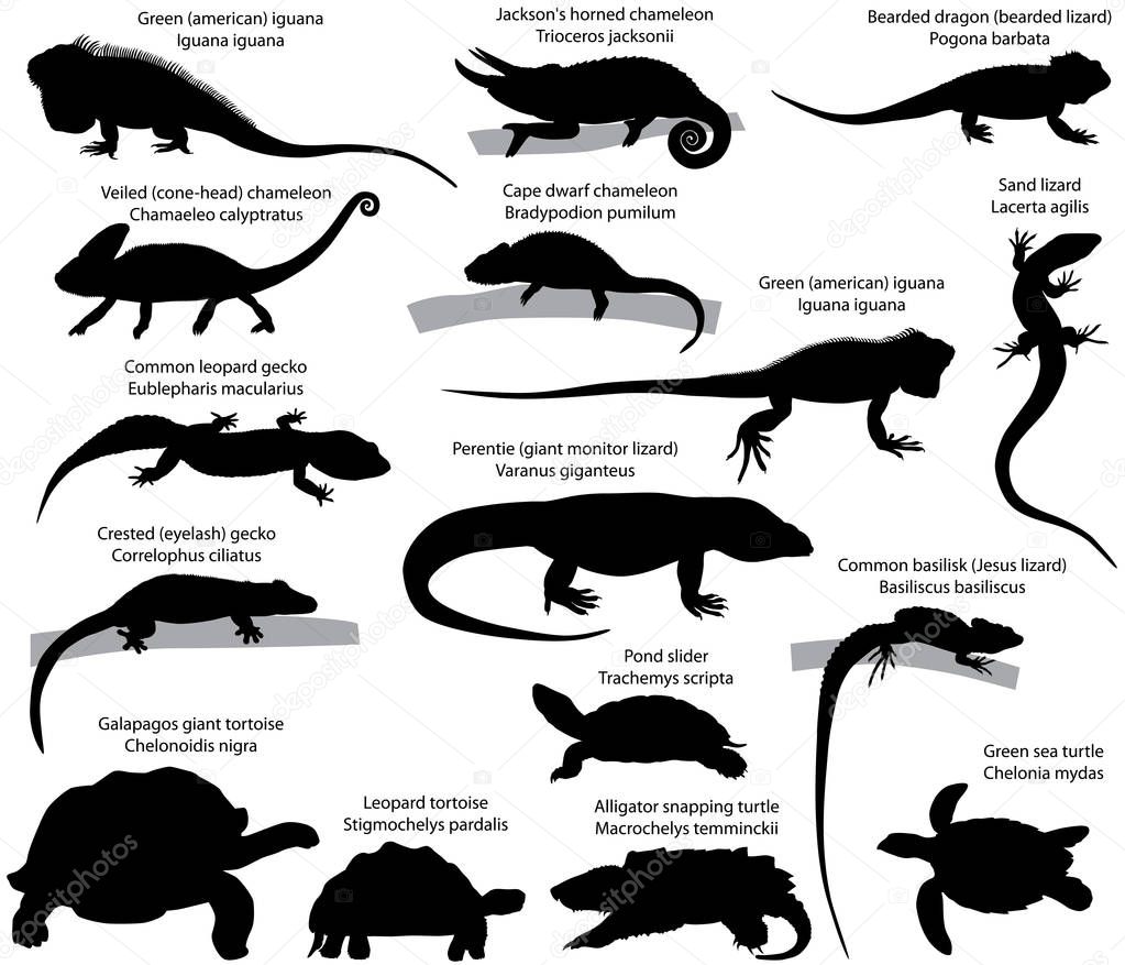 Collection of silhouettes of reptiles