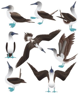 Collection of blue-footed boobies in colour image clipart