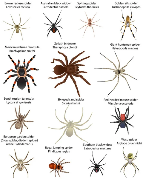 Collectie Van Verschillende Soorten Spinnen Kleurenbeeld — Stockvector