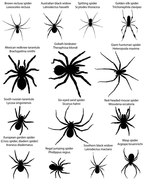 Coleção Diferentes Espécies Aranhas Silhuetas — Vetor de Stock